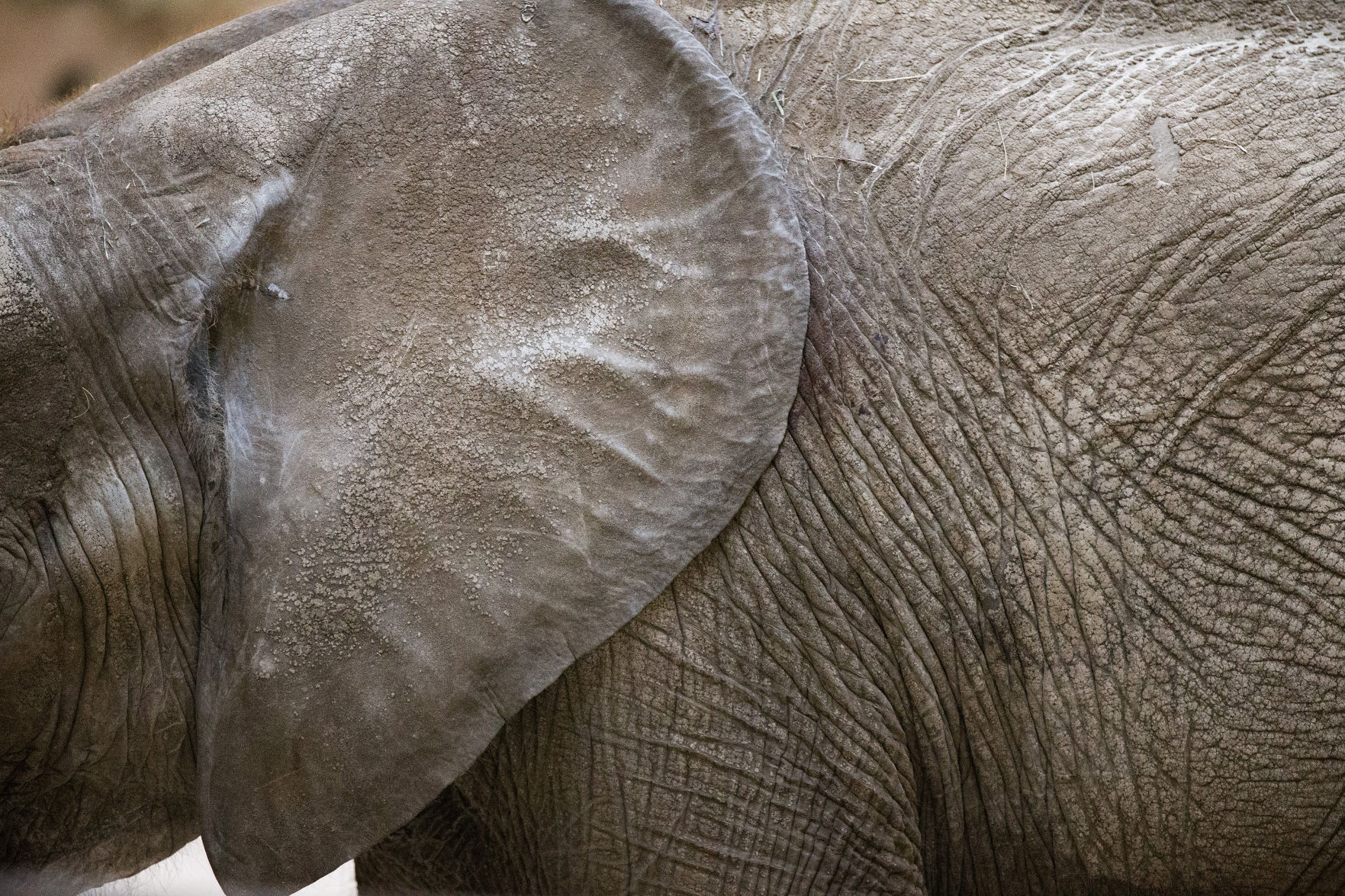 Omaha zoo elephants